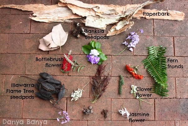 Treasures from a Spring Nature Walk - including Australian native flowers and seed pods