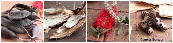 Australian native plants found in our neighbourhood